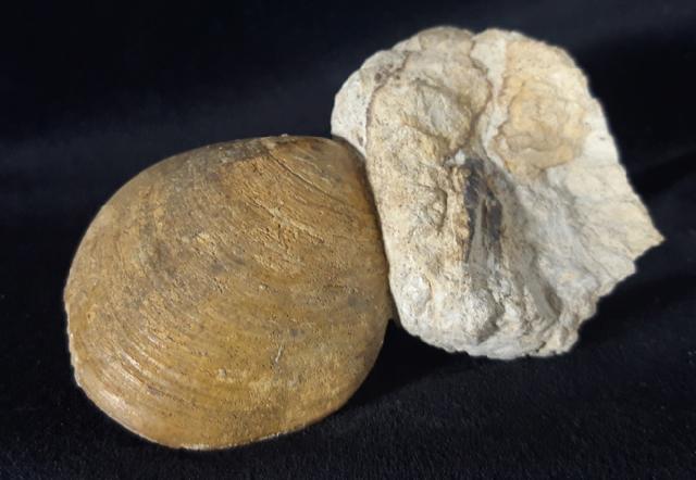 Neocrassina obliqua (LAMARCK 1819) - Bild &copy; FossNet FossilienStore